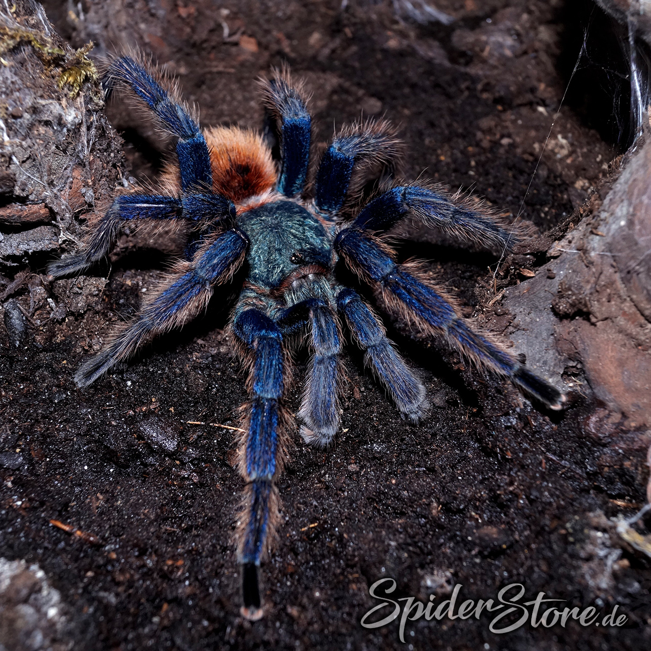 Chromatopelma cyaneopubescens